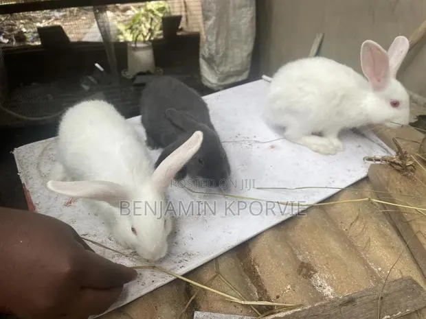 Rabbit for Sale · Photo 1