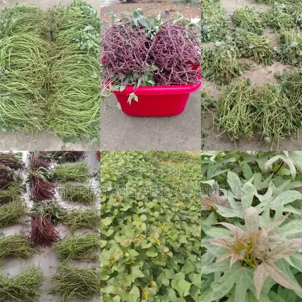 All Varieties of Sweet Potato Vines Available! · Photo 1