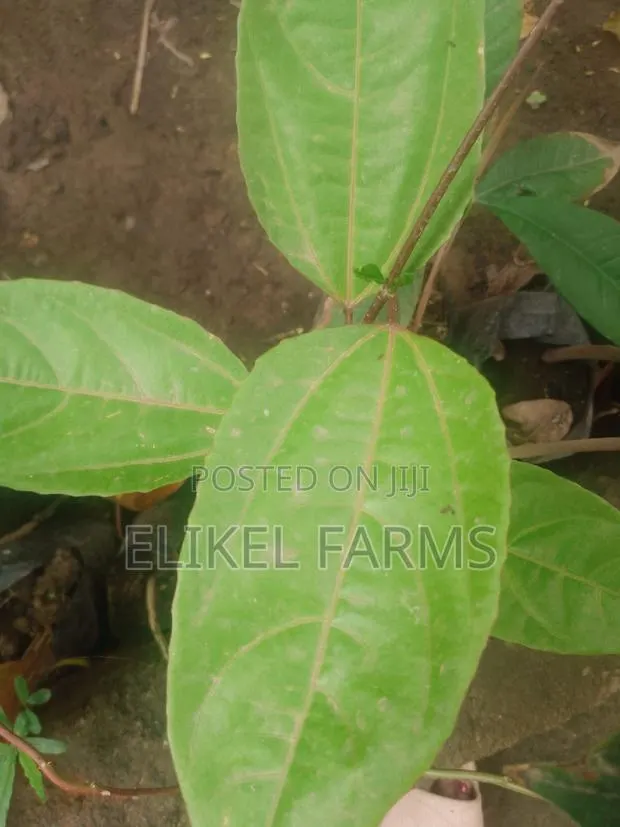 Jackfruit ,Passion , Starfruit, Cinnamon Seedlings for Sale · Photo 1