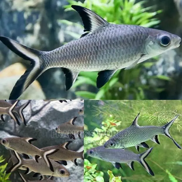 Bala Shark · Photo 1