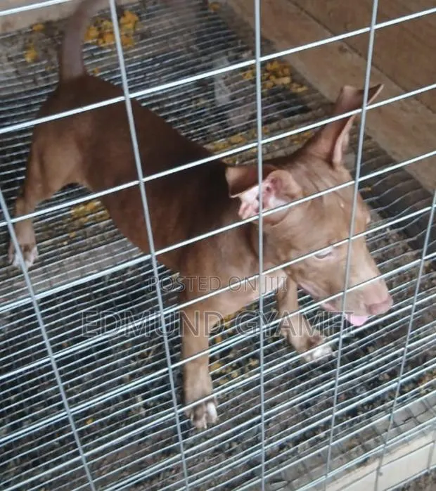 1-3 months Female Purebred American Pit Bull Terrier · Photo 1