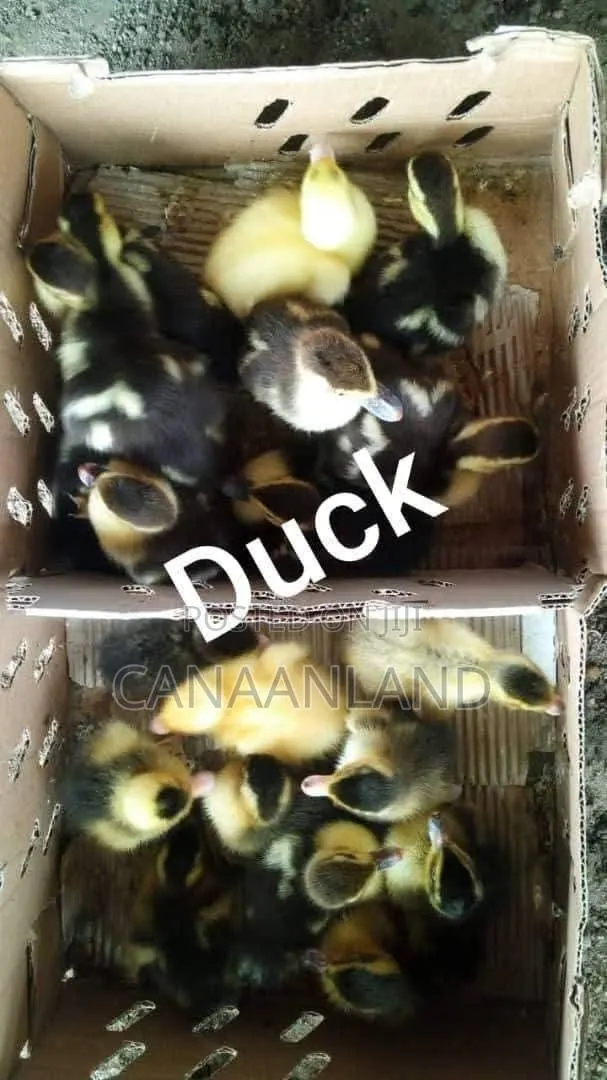 Foreign Locals Ducklings (Ducks Day-Old) Chicks · Photo 1