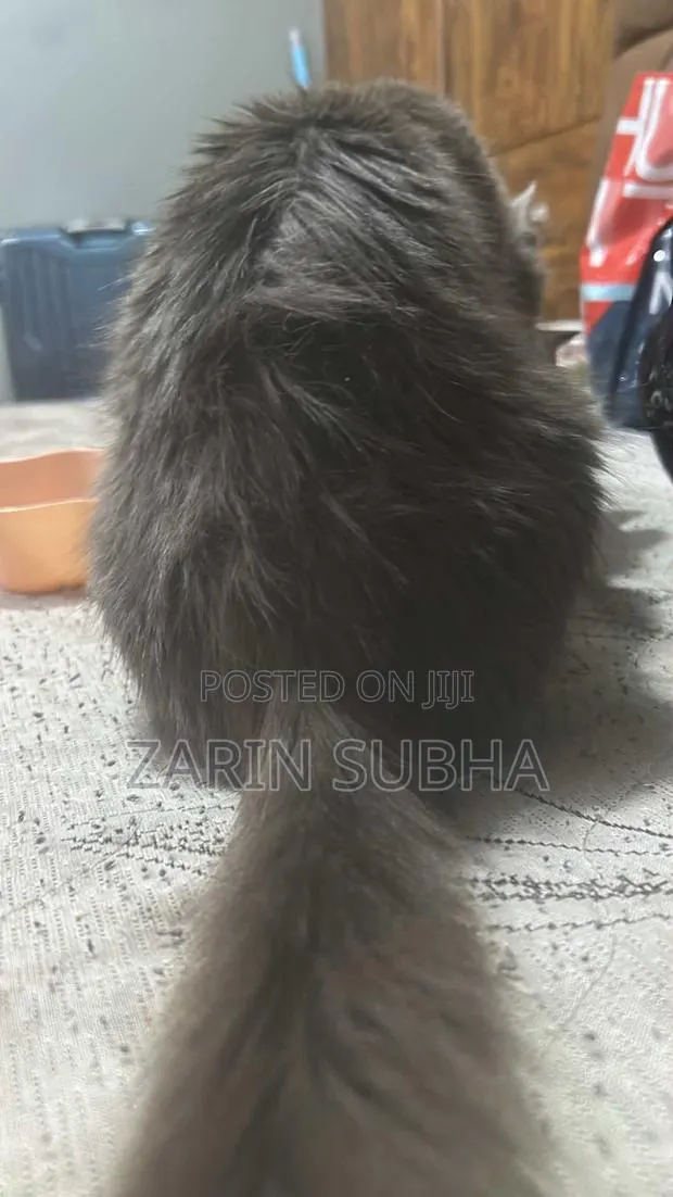 1-3 months Male Mixed Breed Maine Coon · Photo 3