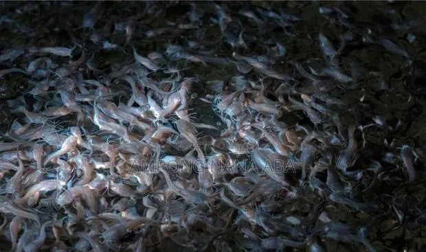 Fast Growing Catfish Fingerlings of All Types · Photo 1