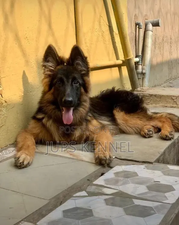 1-3 months Female Purebred German Shepherd · Photo 1