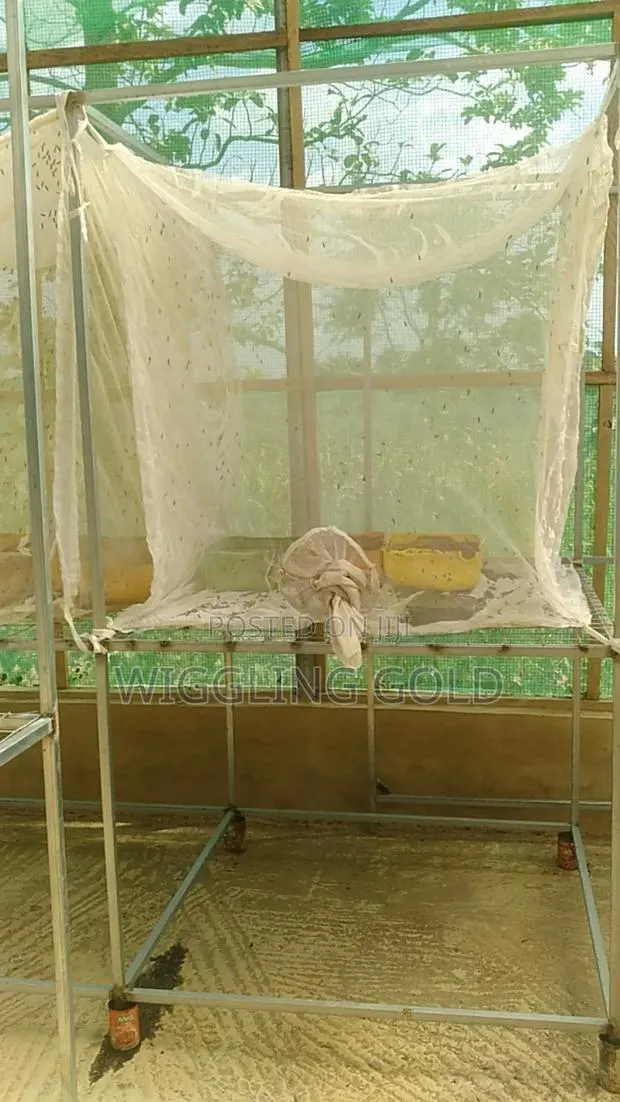 Black Soldier Fly Nets for Sale · Photo 1