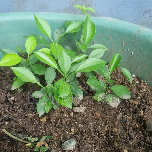Sweet Orange Seedlings · Photo 1