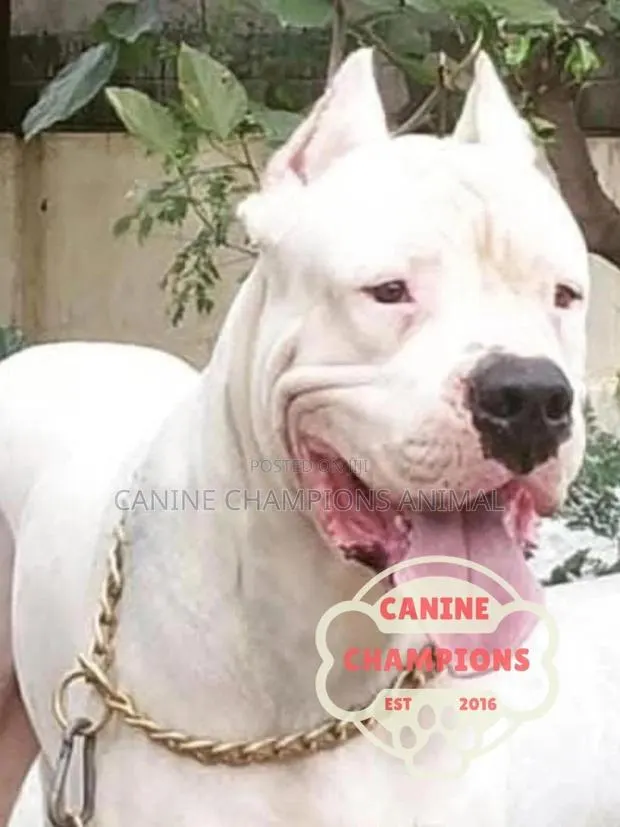 1-3 months Female Purebred Dogo Argentino · Photo 1