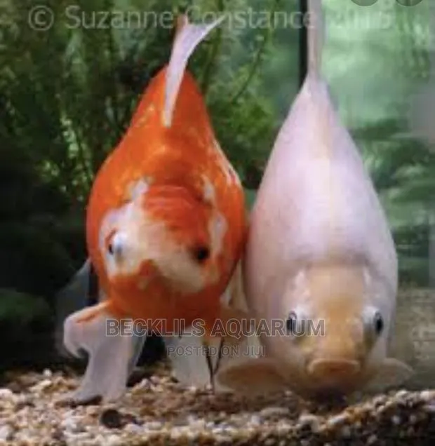 Assorted Gold Fishes and Koi · Photo 1