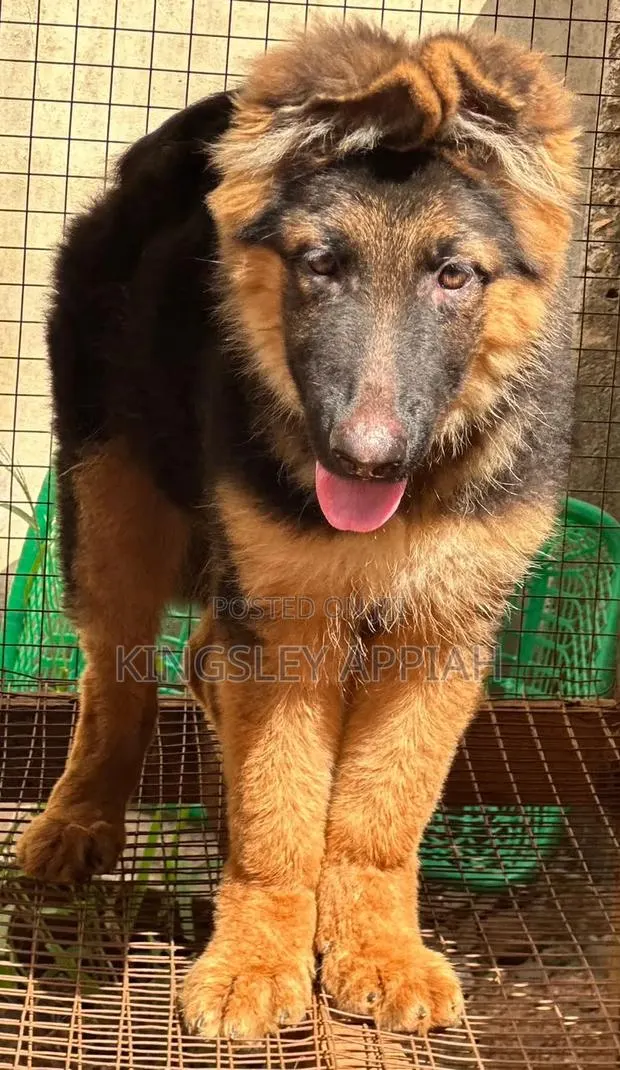 1-3 months Male Purebred German Shepherd · Photo 1