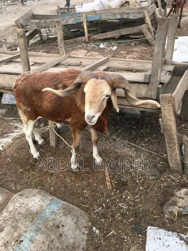 Sheep Is for Sale · Photo 1