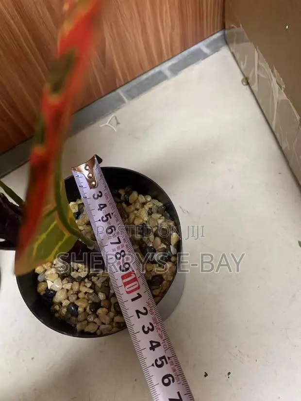 Artificial Plants · Photo 6