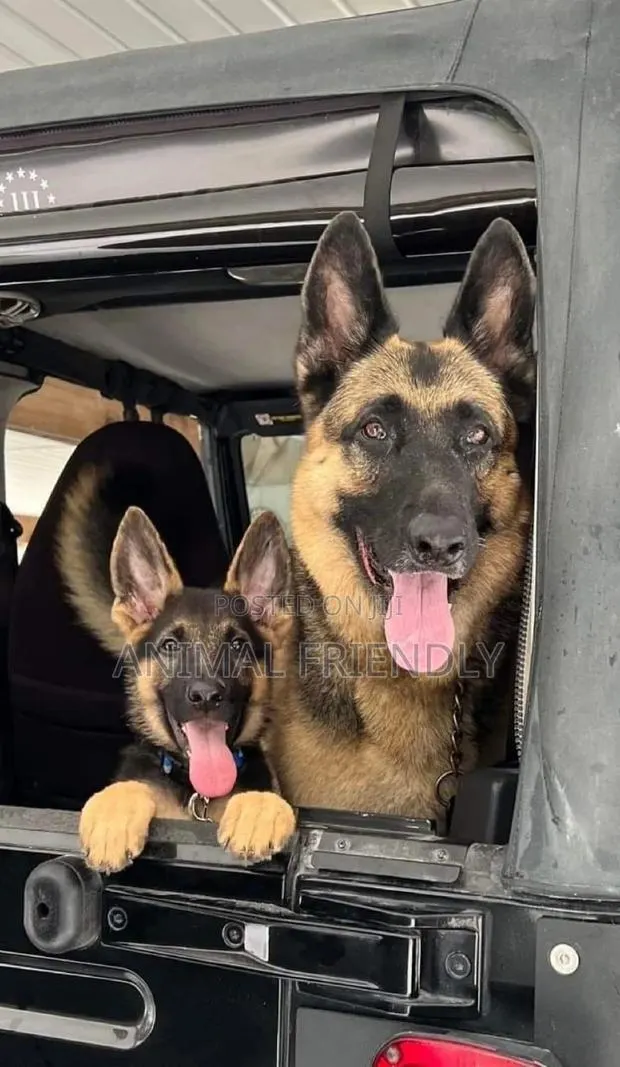 1-3 months Male Purebred German Shepherd · Photo 1