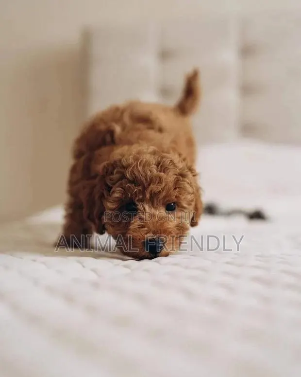 1-3 months Male Purebred Poodle · Photo 1