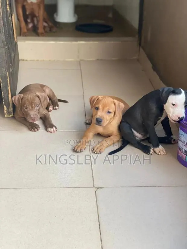 1-3 months Male Purebred American Pit Bull Terrier · Photo 1