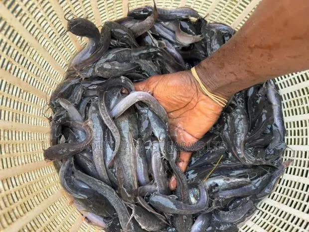 Catfish Fingerlings/ Jumbo · Photo 1