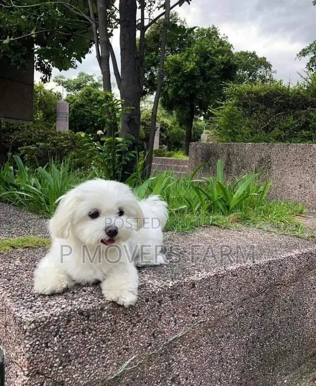 1-3 months Female Purebred Bichon Frise · Photo 1