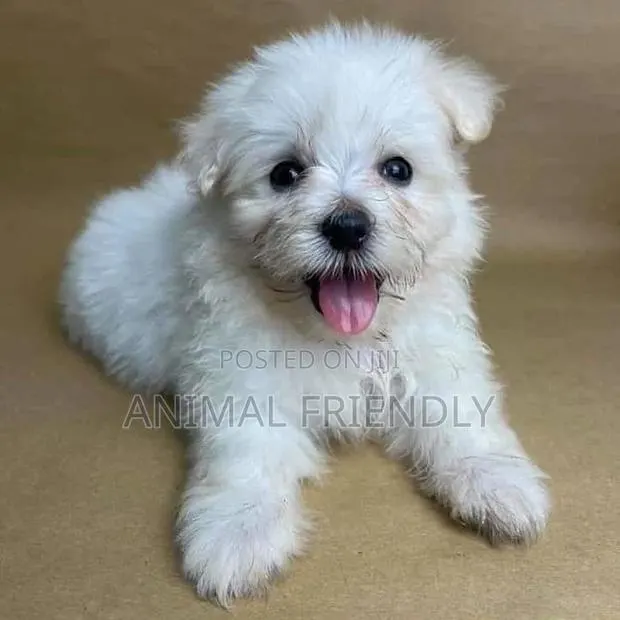 1-3 months Female Purebred Poodle · Photo 1