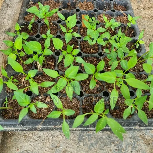 Bell Pepper Seedlings · Photo 1