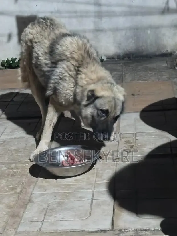 1+ year Female Purebred Caucasian Shepherd · Photo 3