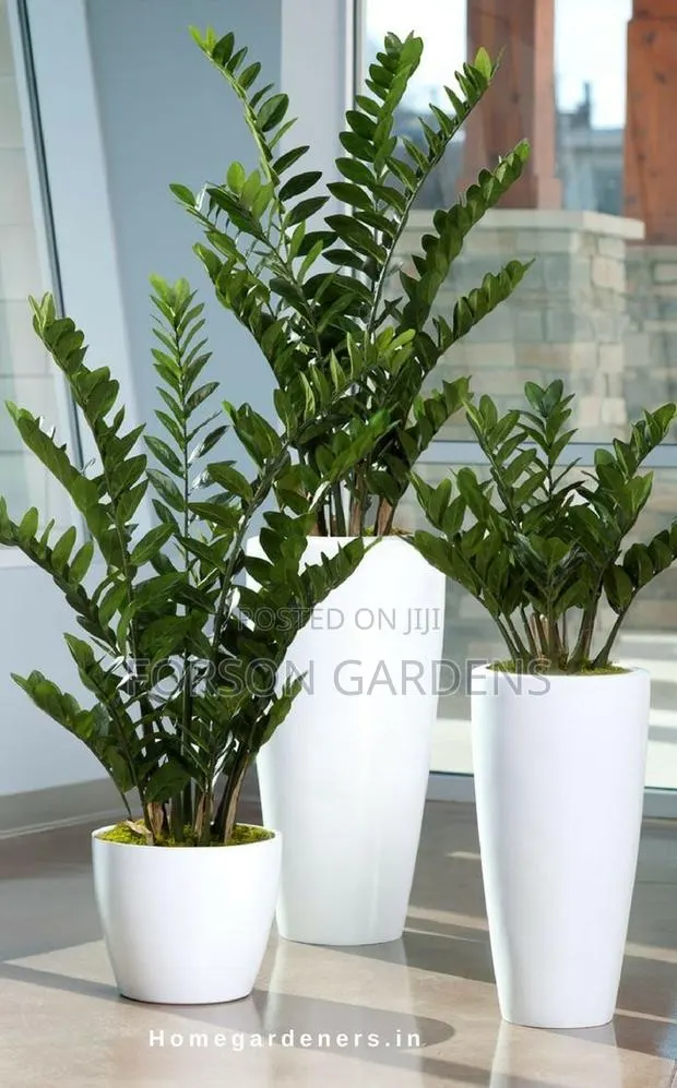 Plants for Your in and Outdoor Areas · Photo 1