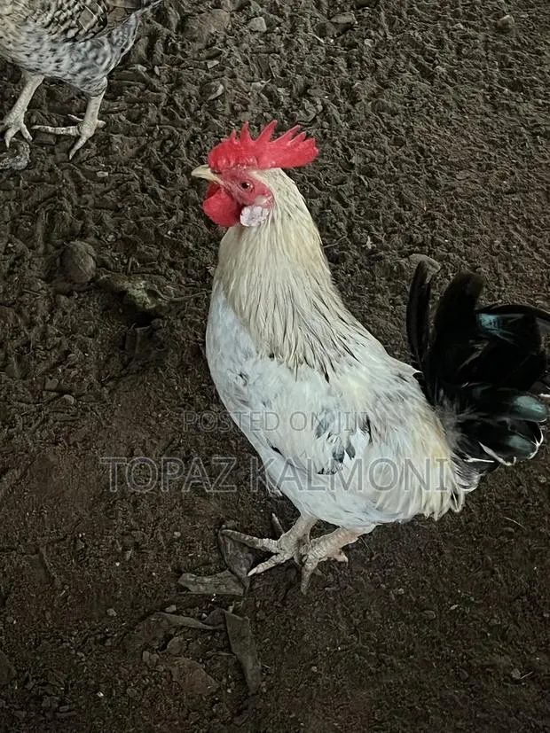 Organic Local Chickens · Photo 1