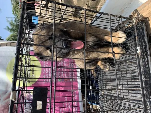 1-3 Months Male Purebred Caucasian Shepherd · Photo 1