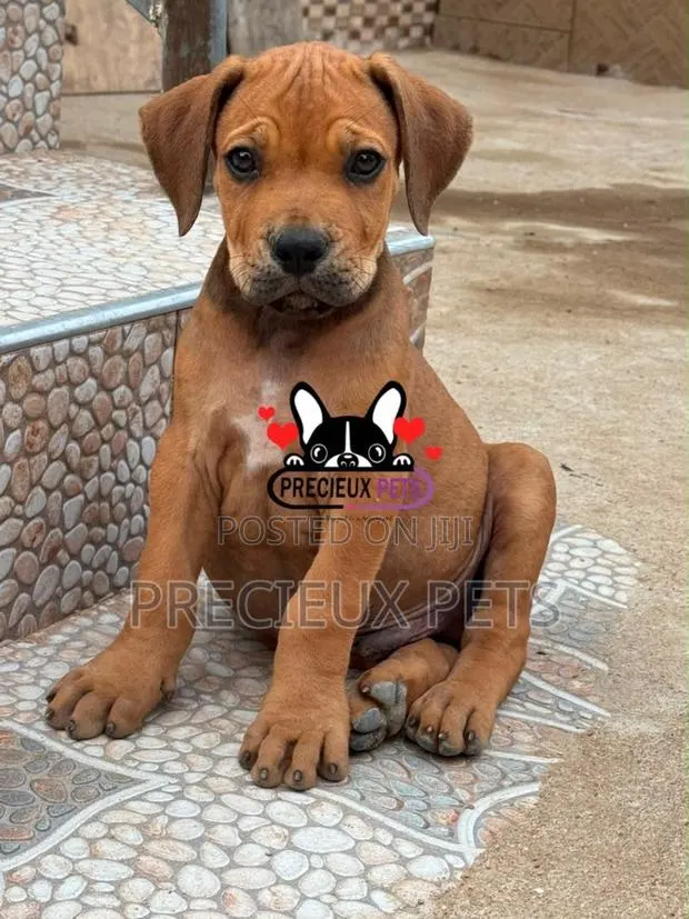 1-3 months Female Purebred Boerboel · Photo 1