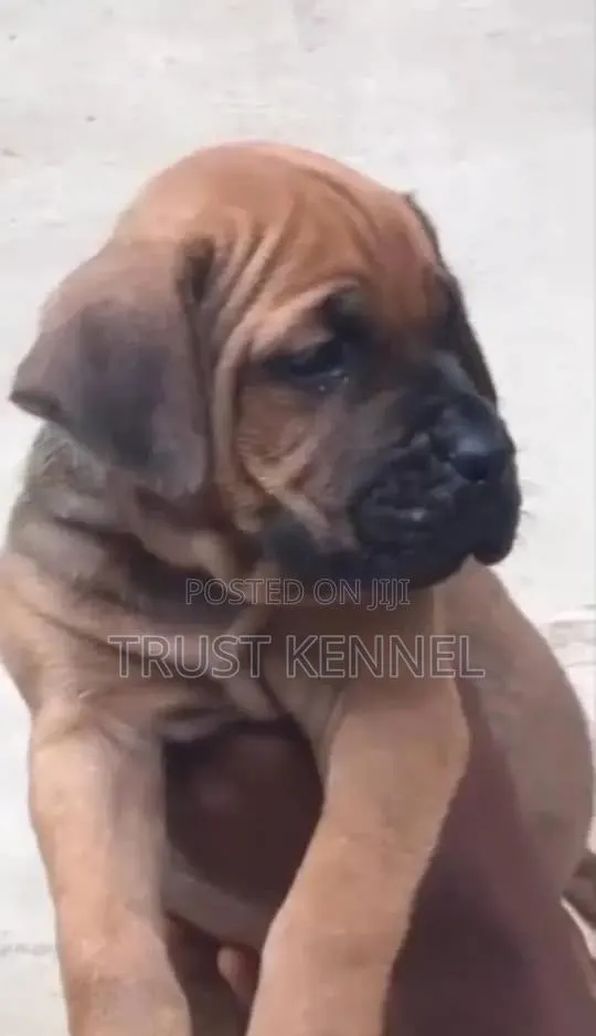 1-3 months Male Purebred Boerboel · Photo 1