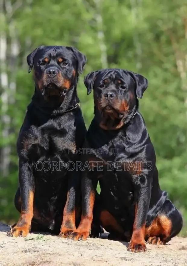 6-12 months Male Purebred Rottweiler · Photo 1