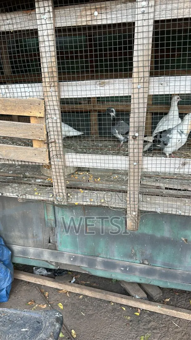 Pigeon/Dove · Photo 4