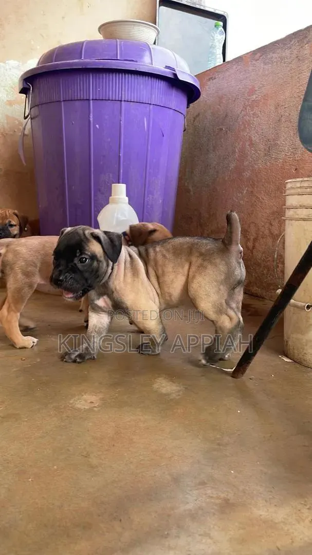 1-3 months Male Purebred Boerboel · Photo 1