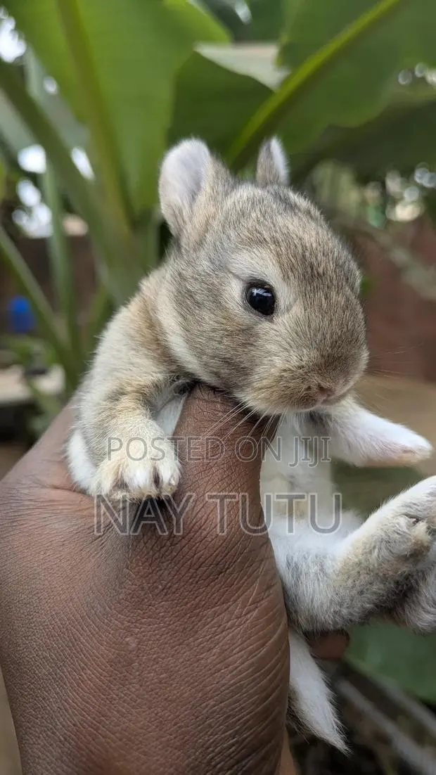 Cute Baby Rabbits for Pet · Photo 1