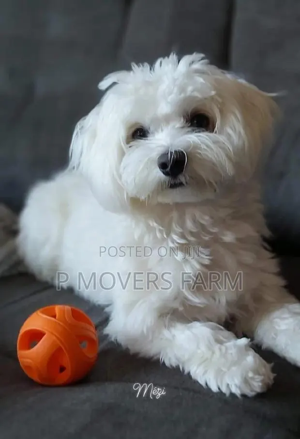 1-3 months Female Purebred Poodle · Photo 1