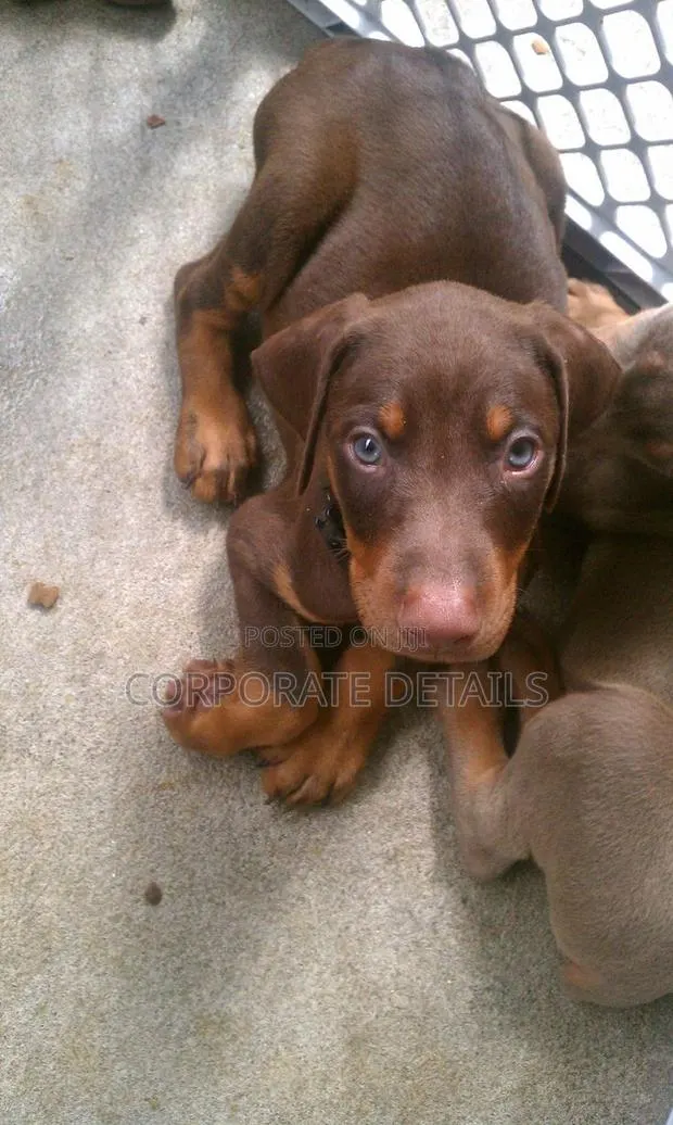 1-3 months Male Purebred Doberman Pinscher · Photo 1