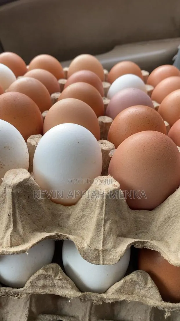 Fresh Farm Eggs – Wholesale Prices | Apino Farms · Photo 1