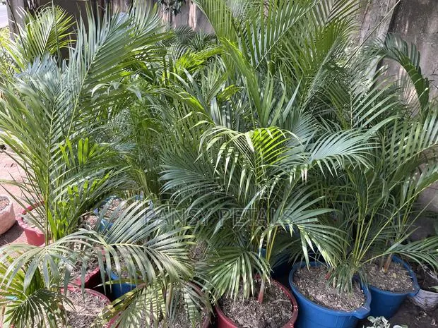 Cane Palm for Sale · Photo 1