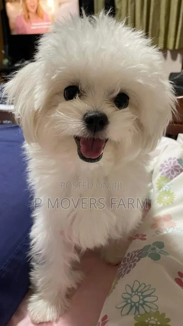 1-3 months Male Purebred Maltese · Photo 1