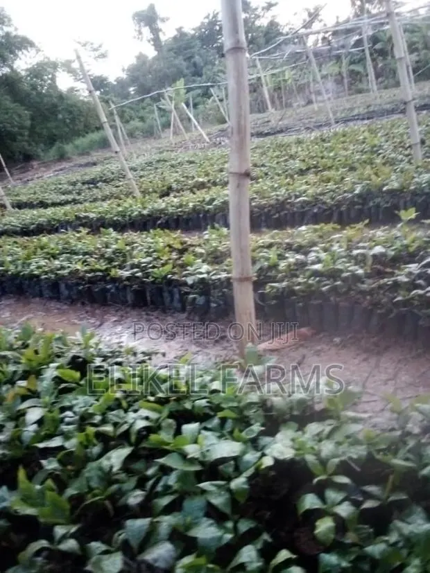 High Quality Grafted Cashew Seedlings · Photo 1