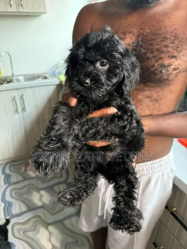 1-3 months Female Purebred Maltese · Photo 1