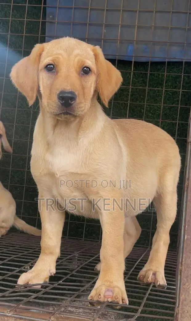 1-3 months Female Purebred Boerboel · Photo 1
