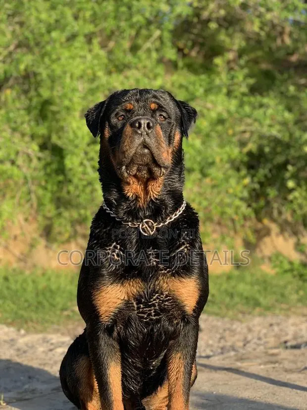1+ year Male Purebred Rottweiler · Photo 1