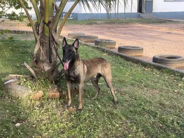 1+ year Male Purebred Belgian Malinois · Photo 1