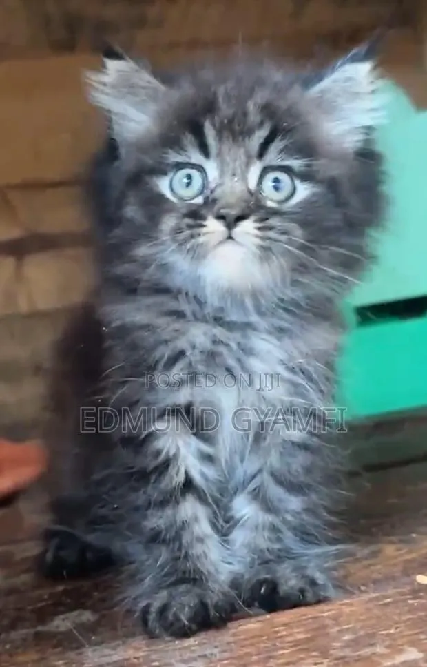 1-3 months Male Purebred Persian · Photo 1
