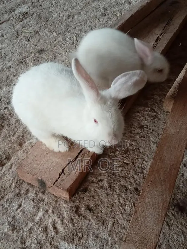 Rabbits for Sale · Photo 1