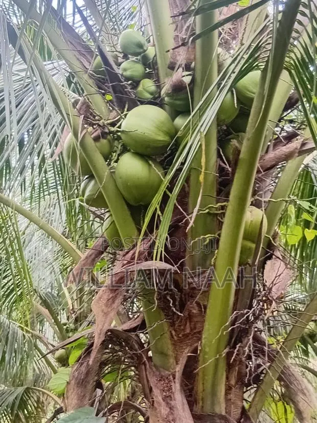 Goldcoast Coconut Seedlings · Photo 1