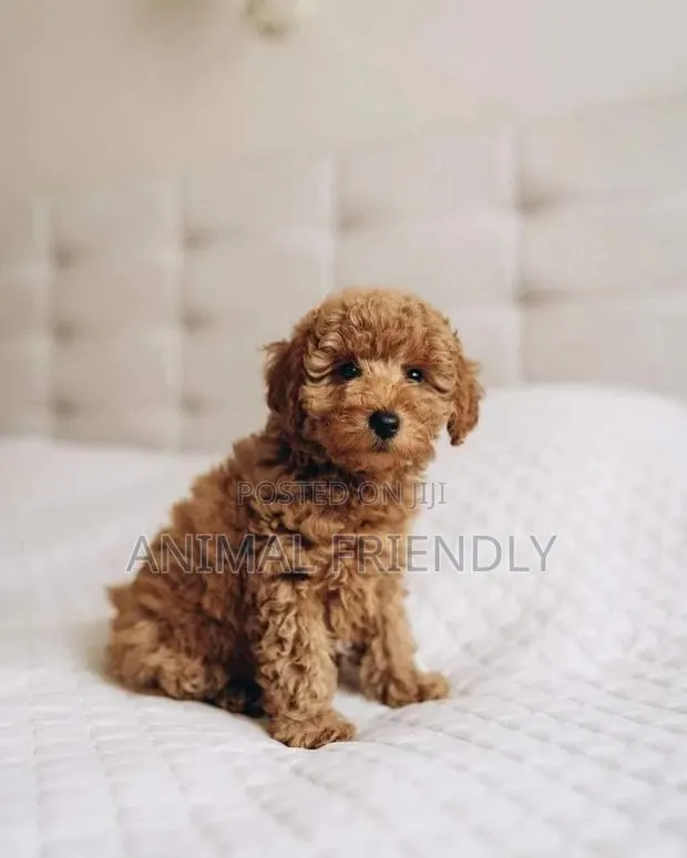 1-3 months Male Purebred Poodle · Photo 1
