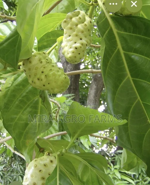 Moringa and Noni Seedlings · Photo 2