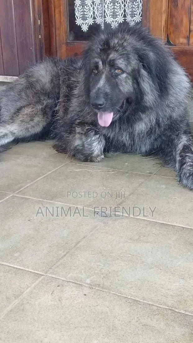 1-3 months Male Purebred Caucasian Shepherd · Photo 1