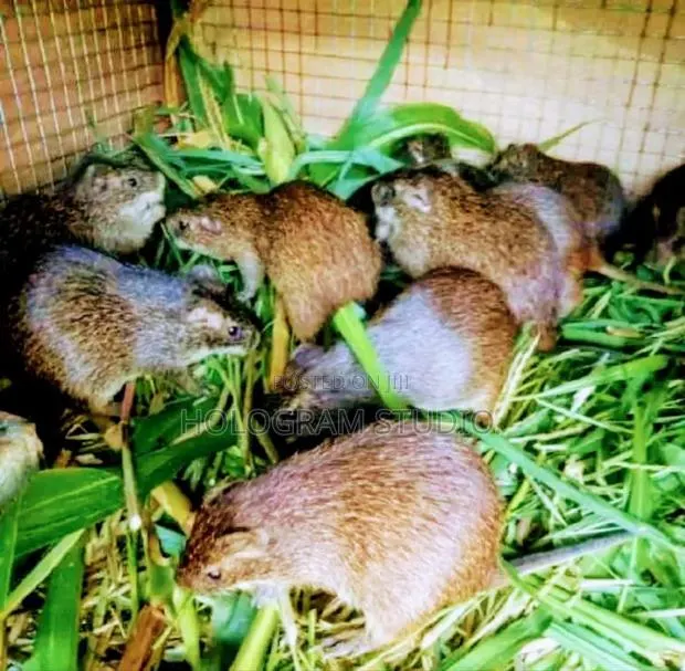 Breeding Stocks · Photo 1